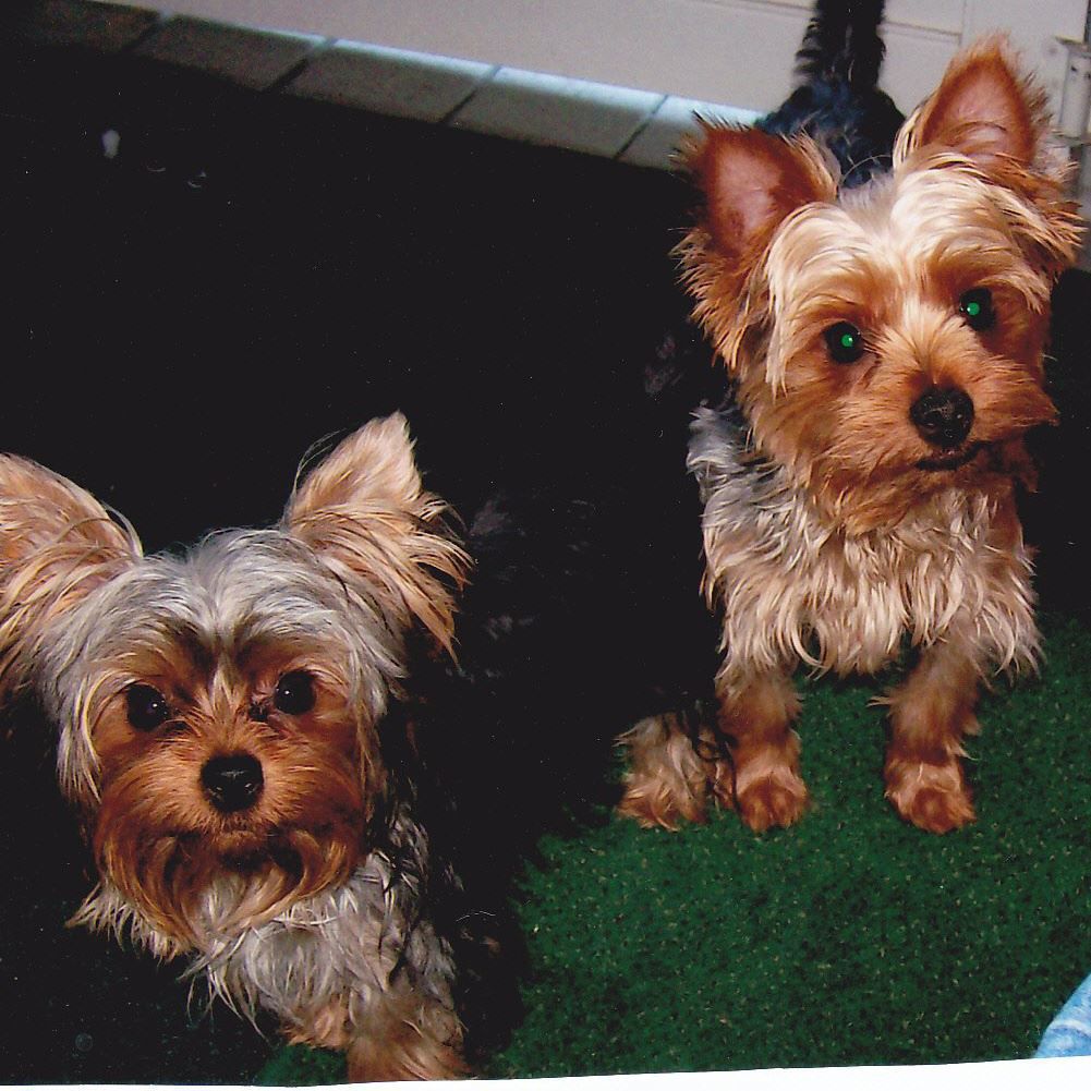 The Times Cutest Pets of Winter 2018